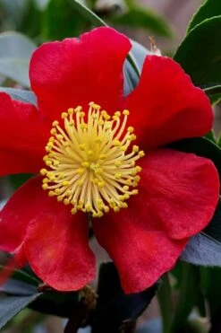 Yuletide Camellia Sasanqua - 2.5 Quart Pot -Wilson Bros Gardens camellia yuletide best