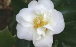 White Empress Camellia Japonica - 1 Gallon Pot -Wilson Bros Gardens camelliawhiteempress