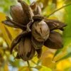 Hardy Pecan Tree (Carya Illinoinensis) - 6 Pack Of 1 Gallon Pots -Wilson Bros Gardens carya illinionensis hardy pecan 1