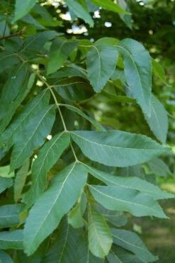 Hardy Pecan Tree (Carya Illinoinensis) - 6 Pack Of 1 Gallon Pots -Wilson Bros Gardens carya illinionensis hardy pecan 5