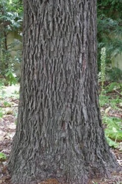 Hardy Pecan Tree (Carya Illinoinensis) - 6 Pack Of 1 Gallon Pots -Wilson Bros Gardens carya illinionensis hardy pecan 6