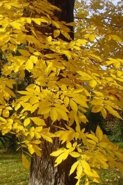 Hardy Pecan Tree (Carya Illinoinensis) - 6 Pack Of 1 Gallon Pots -Wilson Bros Gardens carya illinionensis hardy pecan fall leaf color 4