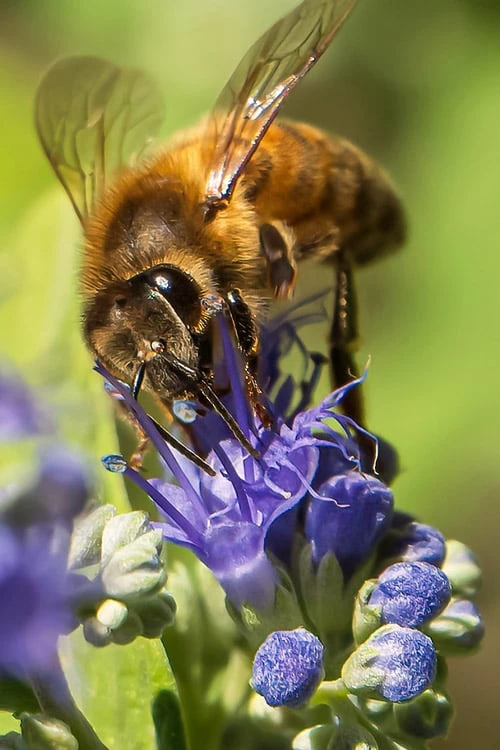 Beekeeper Blue Mist Shrub (Caryopteris) - 3 Gallon Pot 3 Beekeeper Blue Mist Shrub (Caryopteris) - 3 Gallon Pot