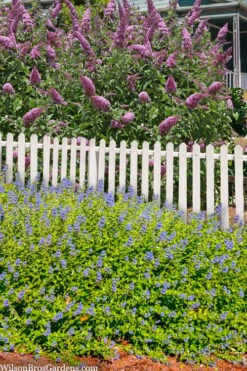 Beekeeper Blue Mist Shrub (Caryopteris) - 3 Gallon Pot 15 Beekeeper Blue Mist Shrub (Caryopteris) - 3 Gallon Pot -Wilson Bros Gardens caryopteris beekeeper bluebeard 5