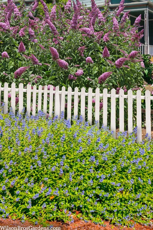 Beekeeper Blue Mist Shrub (Caryopteris) - 3 Gallon Pot 9 Beekeeper Blue Mist Shrub (Caryopteris) - 3 Gallon Pot - Image 7