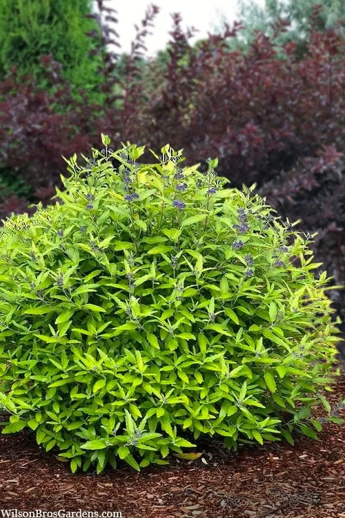 Beekeeper Blue Mist Shrub (Caryopteris) - 3 Gallon Pot 7 Beekeeper Blue Mist Shrub (Caryopteris) - 3 Gallon Pot - Image 5