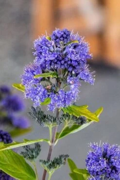 Beekeeper Blue Mist Shrub (Caryopteris) - 3 Gallon Pot 12 Beekeeper Blue Mist Shrub (Caryopteris) - 3 Gallon Pot -Wilson Bros Gardens caryopteris beeker bluebeard 2