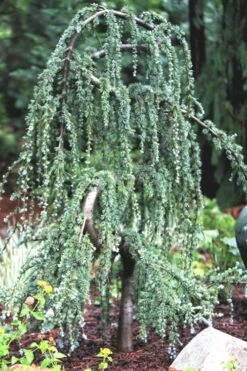 Serpentine Weeping Blue Atlas Cedar - 3 Gallon Pot -Wilson Bros Gardens ceadr blue atlas serpentine 1 1