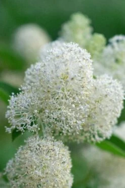 New Jersey Tea Plant (Ceanothus Americanus) - 3 Gallon Pot -Wilson Bros Gardens ceanothus americanus new jersey tea plant 12