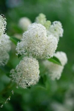 New Jersey Tea Plant (Ceanothus Americanus) - 3 Gallon Pot -Wilson Bros Gardens ceanothus americanus new jersey tea plant 13
