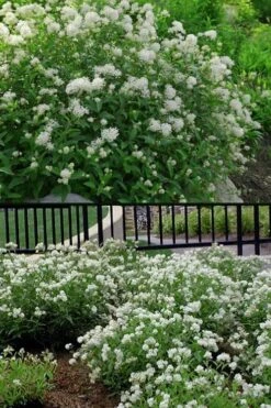 New Jersey Tea Plant (Ceanothus Americanus) - 3 Gallon Pot -Wilson Bros Gardens ceanothus americanus new jersey tea plant 14