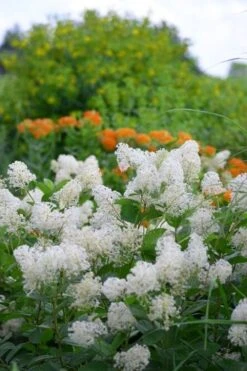 New Jersey Tea Plant (Ceanothus Americanus) - 3 Gallon Pot -Wilson Bros Gardens ceanothus americanus new jersey tea plant 16