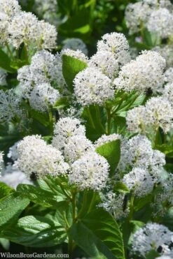 New Jersey Tea Plant (Ceanothus Americanus) - 3 Gallon Pot -Wilson Bros Gardens ceanothus americanus new jersey tea plant 18