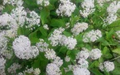 New Jersey Tea Plant (Ceanothus Americanus) - 3 Gallon Pot -Wilson Bros Gardens ceanothus americanus new jersey tea plant 7
