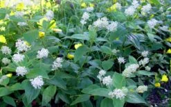 New Jersey Tea Plant (Ceanothus Americanus) - 3 Gallon Pot -Wilson Bros Gardens ceanothus americanus new jersey tea plant 9