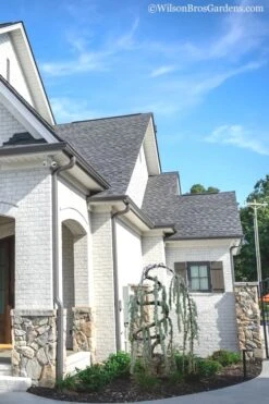 Serpentine Weeping Blue Atlas Cedar - 5 Gallon Pot -Wilson Bros Gardens cedar blue atlas serpentine 11