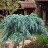 Feelin Blue Deodar Cedar (Single Trunk Tree Form) - 1 Gallon Pot -Wilson Bros Gardens cedrus deodar feelin blue deodar cedar tree 100