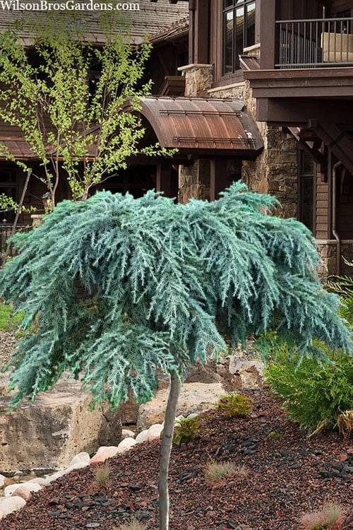 Feelin Blue Deodar Cedar (Single Trunk Tree Form) - 1 Gallon Pot 3 Feelin Blue Deodar Cedar (Single Trunk Tree Form) - 1 Gallon Pot