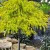 Gold Cascade Deodar Cedar (Single Trunk Topiary Tree)- 7 Gallon Pot -Wilson Bros Gardens cedrus deodara gold cascade single trunk tree form topiary 2