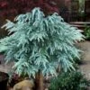 Divinely Blue Deodar Cedar Tree (Single Trunk Topiary) - 3 Gallon Pot -Wilson Bros Gardens cedrus deodora divinely blue topiary tree 100