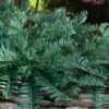 Creeping Japanese Plum Yew (Cephalotaxus Harringtonia 'Prostrata') - 2.5 Gallon Pot -Wilson Bros Gardens cephalotaxus harringtonia prostrata creeping japanese yew 32 1
