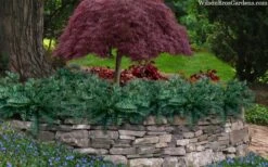 Creeping Japanese Plum Yew (Cephalotaxus Harringtonia 'Prostrata') - 2.5 Gallon Pot 13 Creeping Japanese Plum Yew (Cephalotaxus Harringtonia 'Prostrata') - 2.5 Gallon Pot -Wilson Bros Gardens cephalotaxus harringtonia prostrata creeping japanese yew 33 1