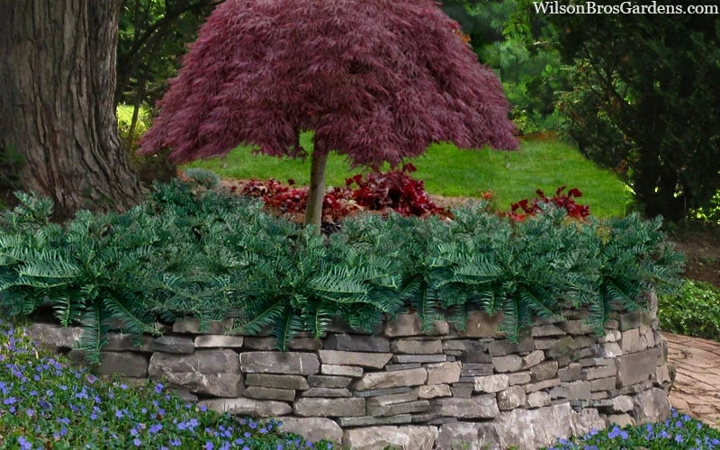 Creeping Japanese Plum Yew (Cephalotaxus Harringtonia 'Prostrata') - 2.5 Gallon Pot 6 Creeping Japanese Plum Yew (Cephalotaxus Harringtonia 'Prostrata') - 2.5 Gallon Pot - Image 4