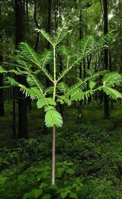 Japanese Plum Yew Tree (Cephalotaxus Harringtonia) - 3 Gallon Pot -Wilson Bros Gardens cephalotaxus harringtonia tree 6