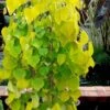 Golden Falls Weeping Redbud Tree - 3 Gallon Pot (3-4') 1 Golden Falls Weeping Redbud Tree - 3 Gallon Pot (3-4') -Wilson Bros Gardens cercis canadensis golden falls weeping redbud 3 1