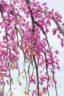Golden Falls Weeping Redbud Tree - 3 Gallon Pot (2-3') -Wilson Bros Gardens cercis canadensis golden falls weeping redbud 4