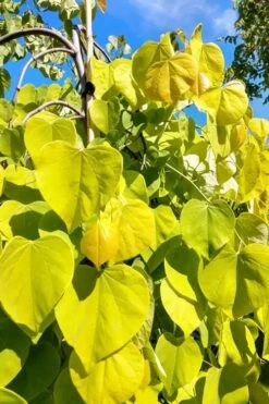 Golden Falls Weeping Redbud Tree - 3 Gallon Pot (3-4') -Wilson Bros Gardens cercis canadensis golden falls weeping redbud 5 1