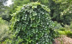 Traveller Weeping Redbud Tree - 7 Gallon Pot -Wilson Bros Gardens cercis canadensis travellers pink weeping redbud 4