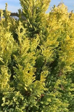 Golden Surprise Lawson Cypress - 2 Gallon Pot -Wilson Bros Gardens chamaecyparis lawsoniana golden surprise lawson cypress 5