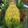 Golden Surprise Lawson Cypress - 2 Gallon Pot -Wilson Bros Gardens chamaecyparis lawsoniana goldev surprise lawson cypress 2