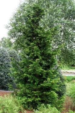 Slender Hinoki Cypress - 6 Pack Of 1 Gallon Pots -Wilson Bros Gardens chamaecyparis obtusa gracilis slender hinoki cypress 101