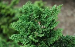 Koster Hinoki Cypress - 1 Gallon Pot -Wilson Bros Gardens chamaecyparis obtusa kosteri hinoki cypress 2