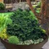 Leprechaun Miniature Hinoki Cypress (Chameacyparis Obtusa) - 1 Gallon Pot 2 Leprechaun Miniature Hinoki Cypress (Chameacyparis Obtusa) - 1 Gallon Pot -Wilson Bros Gardens chamaecyparis obtusa leprechaun dwarf hinoki cypress 3