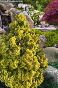 Golden Dwarf Hinoki Cypress - Chamaecyparis Obtusa 'Nana Lutea' - 3 Gallon Pot -Wilson Bros Gardens chamaecyparis obtusa nana lutea 100