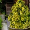 Golden Dwarf Hinoki Cypress - Chamaecyparis Obtusa 'Nana Lutea' - 3 Gallon Pot 2 Golden Dwarf Hinoki Cypress - Chamaecyparis Obtusa 'Nana Lutea' - 3 Gallon Pot -Wilson Bros Gardens chamaecyparis obtusa nana lutea 102