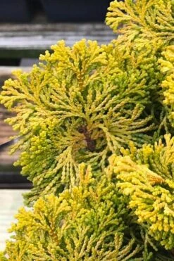 Golden Dwarf Hinoki Cypress - Chamaecyparis Obtusa 'Nana Lutea' - 3 Gallon Pot -Wilson Bros Gardens chamaecyparis obtusa nana lutea 103