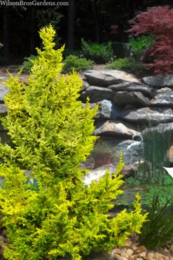 Golden Fernspray Hinoki Cypress - 3 Gallon Pot -Wilson Bros Gardens chamaecyparis obtusa tetragona aurea hinoki cypress 10
