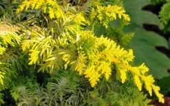 Golden Fernspray Hinoki Cypress - 3 Gallon Pot -Wilson Bros Gardens chamaecyparis obtusa tetragona aurea hinoki cypress 4