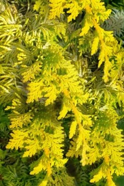 Golden Fernspray Hinoki Cypress - 3 Gallon Pot -Wilson Bros Gardens chamaecyparis obtusa tetragona aurea hinoki cypress 5