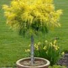 Dwarf Golden Threadleaf Cypress (Single Trunk Topiary Tree) - 6 Gallon Pot 2 Dwarf Golden Threadleaf Cypress (Single Trunk Topiary Tree) - 6 Gallon Pot -Wilson Bros Gardens chamaecyparis pisifera filifera aurea nana dwarf golden sawara cypress tree 1