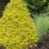 Gold Mop Threadleaf Cypress - 3 Gallon Pot 2 Gold Mop Threadleaf Cypress - 3 Gallon Pot -Wilson Bros Gardens chamaecyparis pisifera gold mop cypress 100