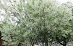 Grancy Graybeard - White Fringe Tree - 3 Gallon Pot -Wilson Bros Gardens chionanthus virginicus grancy greybeard multi stem tree 4