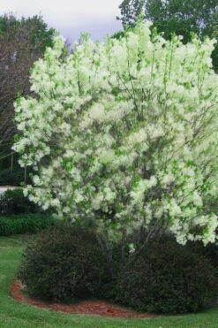 Grancy Graybeard - White Fringe Tree - 3 Gallon Pot -Wilson Bros Gardens chionanthus virginicus grancy greybeard multi stem tree 5