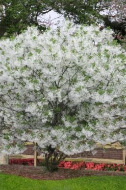 Grancy Graybeard - White Fringe Tree - 3 Gallon Pot -Wilson Bros Gardens chionanthus virginicus grancy greybeard multi stem tree 6