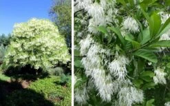Grancy Graybeard - White Fringe Tree - 7 Gallon Pot (2-3') -Wilson Bros Gardens chionanthus virginicus grancy greybeard single stem tree 1
