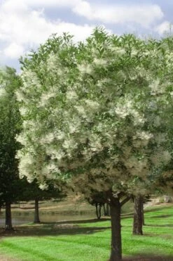 Grancy Graybeard - White Fringe Tree - 7 Gallon Pot (2-3') -Wilson Bros Gardens chionanthus virginicus grancy greybeard single stem tree 2